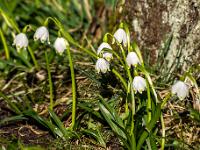Märzenbecher Gruppe im Sonnenschein